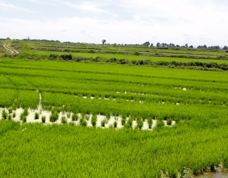 Reisfelder von Arborio